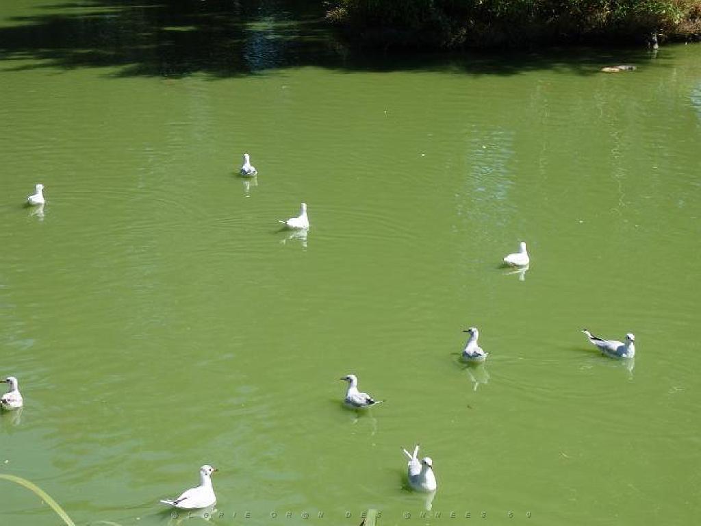 101PARC AUX OISEAUX DANS L AIN 2016 1_000054.jpg